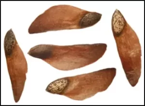 Sjemenke četinjače