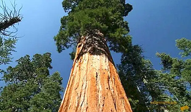 Najviše stablo na svijetu - obalna sekvoja iz američkog Nacionalnog parka Redwood(2)