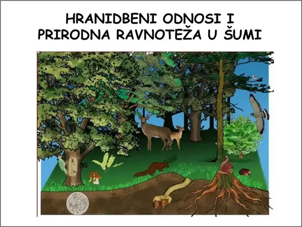 Hranidbeni odnosi i prirodna ravnoteža u šumi