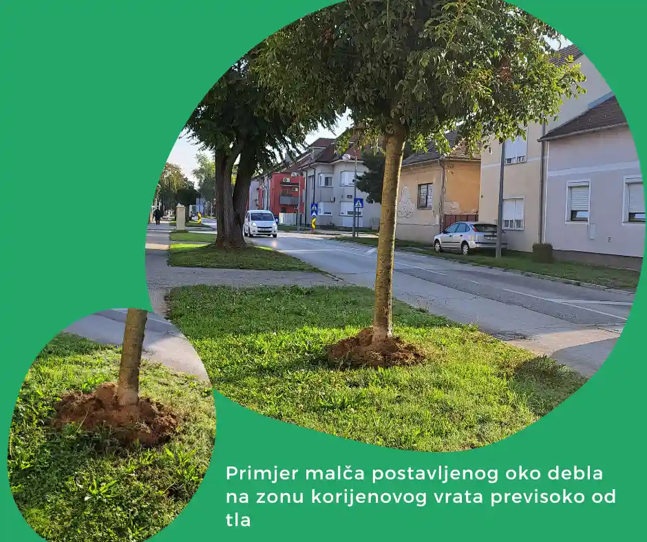 Primjer neadekvatno postavljenog malča