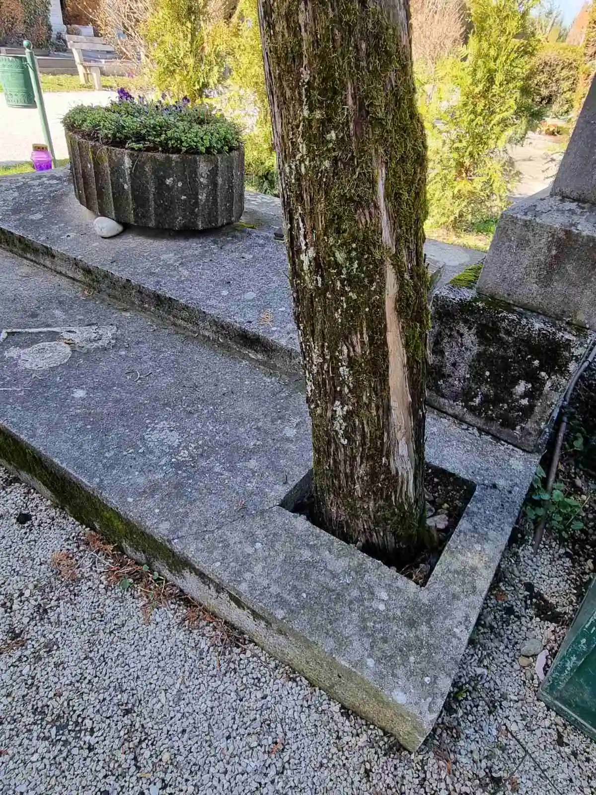 Primjer tuje koja raste iz groba bez dovoljno mjesta za razvoj korijena